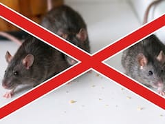 Las tres plantas aromáticas que ahuyentan a las ratas del jardín sin necesidad de usar trampas ni repelentes