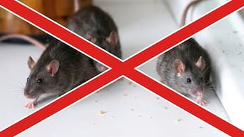 Las tres plantas aromáticas que ahuyentan a las ratas del jardín sin necesidad de usar trampas ni repelentes