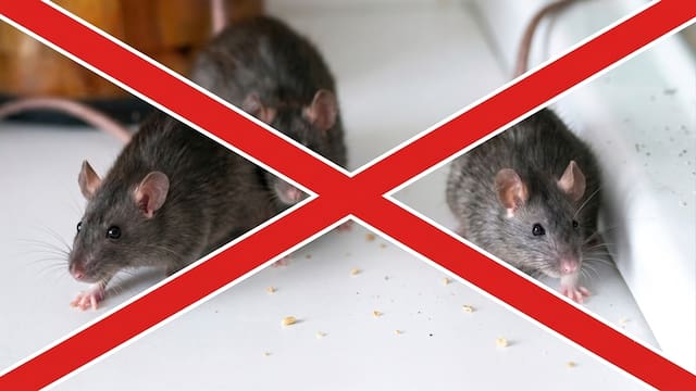 Las tres plantas aromáticas que ahuyentan a las ratas del jardín sin necesidad de usar trampas ni repelentes
