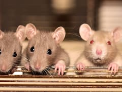 Qué significa si sueño con ratas, según la Teoría China de los Sueños