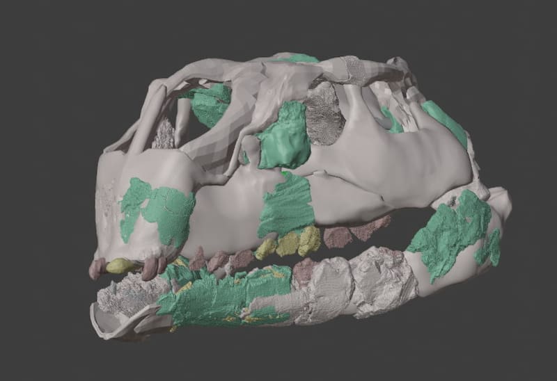 El estudio detallado del cráneo reveló rasgos anatómicos inesperados que obligan a replantear la evolución de los dinosaurios herbívoros en Europa.