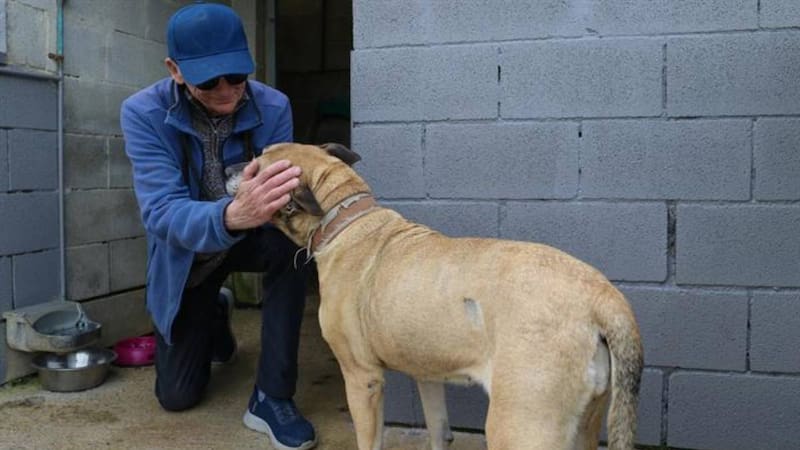 Un grupo de voluntarios lleva, desde hace 15 años, dedicando su tiempo libre a cuidar perros abandonados y su trabajo, a través del Refugio Canino Torres (Torrelavega), ha permitido dar una segunda oportunidad a más de 2.000 animales