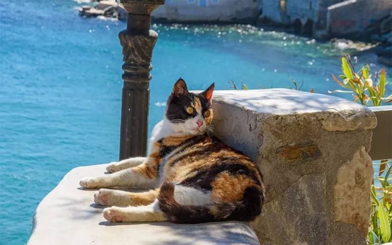 Buscan voluntarios para vivir gratis con en una paradisiaca isla en Grecia: ofrecen el trabajo soñado.