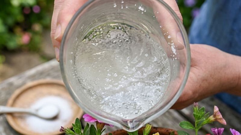 Regar las plantas con agua y azúcar: para qué sirve y por qué es el secreto mejor guardado de los jardineros
Fuente: IA