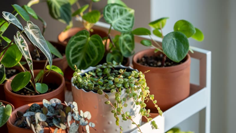 Regar las plantas con agua y azúcar: para qué sirve y por qué es el secreto mejor guardado de los jardineros
Fuente: Archivo