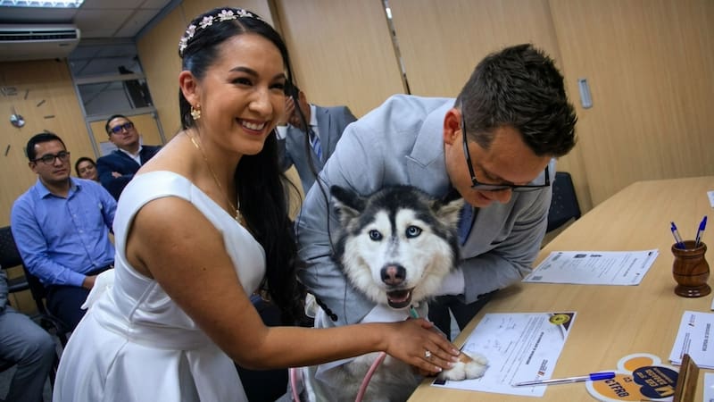 El Registro Civil del Ecuador implementó oficialmente las bodas “pet friendly”, permitiendo que las mascotas acompañen a las parejas durante su matrimonio. Foto: Gentileza del Registro Civil de Ecuador.