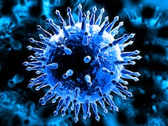 Crisis sanitaria: regresa al país la peste africana más letal de la historia después de 30 años sin casos