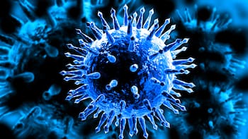 Crisis sanitaria: regresa al país la peste africana más letal de la historia después de 30 años sin casos