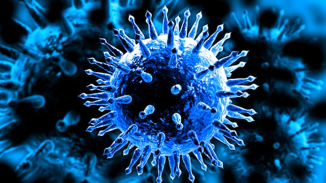 Crisis sanitaria: regresa al país la peste africana más letal de la historia después de 30 años sin casos