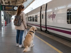Renfe permite perros de hasta 40 kilos en sus trenes: todos los requisitos para viajar con tu mascota