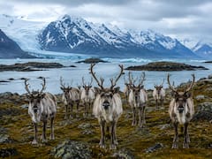 En 1944, abandonaron a unos pares de renos en una isla remota en Alaska. Casi 20 años después ya eran 6.000: pero el frío y el hielo dejaron solo 42 vivos