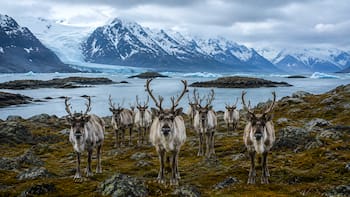 En 1944, abandonaron a unos pares de renos en una isla remota en Alaska. Casi 20 años después ya eran 6.000: pero el frío y el hielo dejaron solo 42 vivos