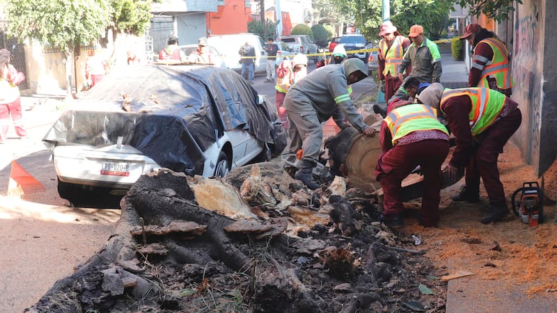 Trabajadores retiran un árbol que cayó sobre un vehículo tras un sismo este viernes, en Ciudad de México .