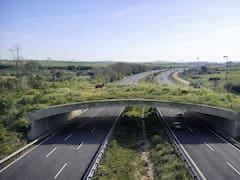 Esta megalópolis construirá una autopista verde para animales: en vez de asfalto tendrá suelo vivo