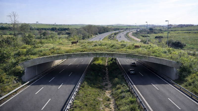 Cómo funcionará la autopista verde para animales en Madrid y por qué este puente con suelo vivo busca reducir atropellos y mejorar la conectividad ecológica.