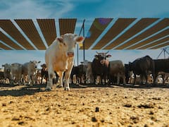 La pirámide nutricional de Trump ‘engorda’ el negocio de SuKarne, de Jesús Vizcarra