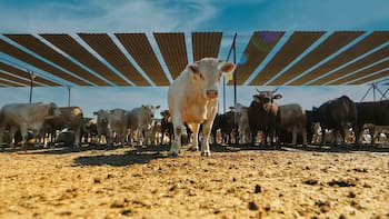 La pirámide nutricional de Trump ‘engorda’ el negocio de SuKarne, de Jesús Vizcarra