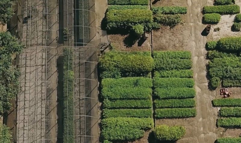 El Instituto Terra impulsó la restauración de la Mata Atlántica en Brasil con millones de árboles nativos.