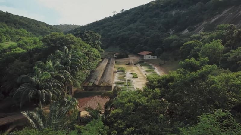 Una organización plantó más de 3,5 millones de árboles nativos como parte de su proyecto de restauración ambiental.