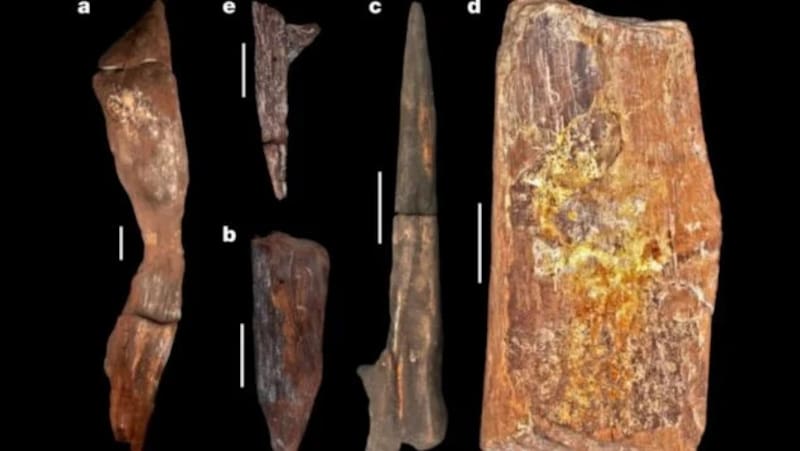 Restos de madera trabajada hallados en Kalambo Falls.