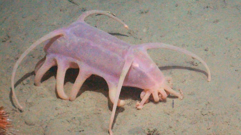 El descubrimiento del siglo: encontraron en la Antártida animales acuáticos nunca vistos (foto: archivo).