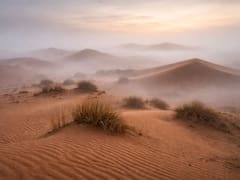 El Sáhara alcanzó 70 °C, murieron miles de millones de árboles y solo una técnica frenó la extinción definitiva de la vida en el desierto