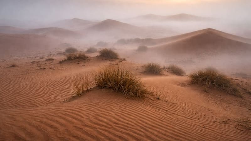 El Sáhara alcanzó 70 °C, murieron miles de millones de árboles y solo una técnica frenó la extinción de la vida en el desierto (foto: archivo).