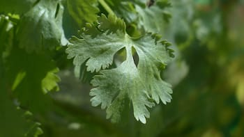 El ritual del perejil para atraer dinero: en qué parte del cuerpo hay que llevarlo