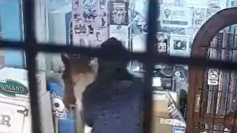 Insólito robo a mano armada en la costa: los ladrones montaban a caballo.