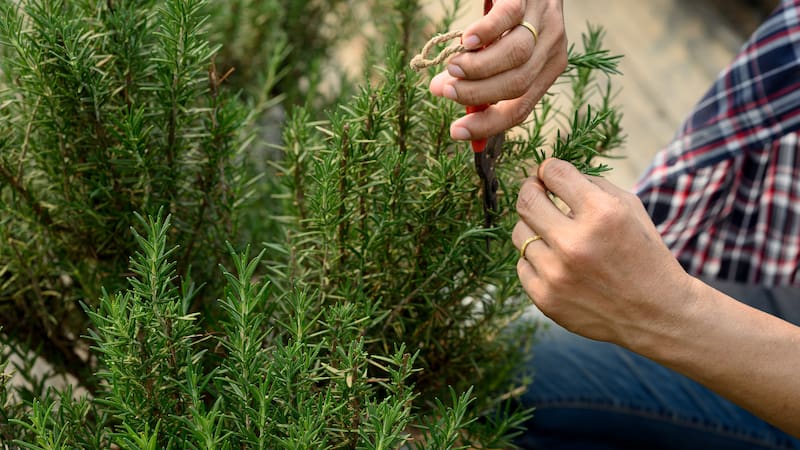 Eucalipto, aceite de argán y romero: propiedades y beneficios