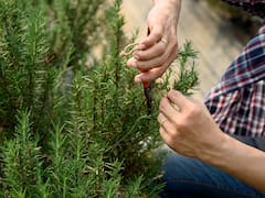 Mezclar hojas de romero con eucalipto: para qué sirve y por qué recomiendan hacerlo