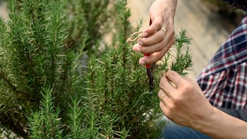 Mezclar hojas de romero con eucalipto: para qué sirve y por qué recomiendan hacerlo