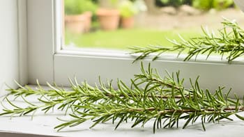 Es tendencia | Para qué sirve poner ramas de romero en las ventanas y por qué todos los recomiendan