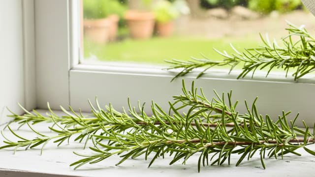 Es tendencia | Para qué sirve poner ramas de romero en las ventanas y por qué todos los recomiendan
