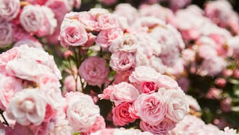 Una de las ciudades más lindas de Argentina se prepara para la primavera: plantará 1.700 rosas y llenará de color sus calles