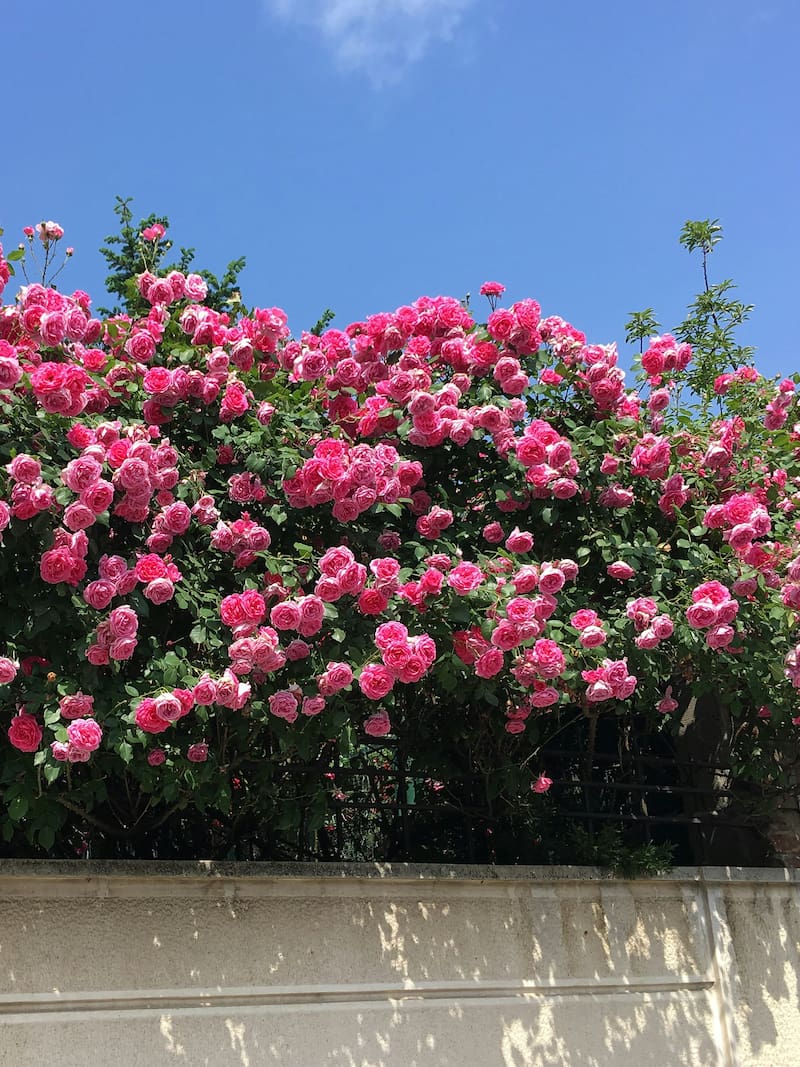 Bariloche plantará 1.700 rosas por la llegada de la primavera.
