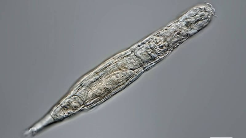 El rotífero bdeloideo fue extraído de sedimentos congelados desde el Pleistoceno Tardío y logró reactivar sus funciones vitales tras ser descongelado en laboratorio.
