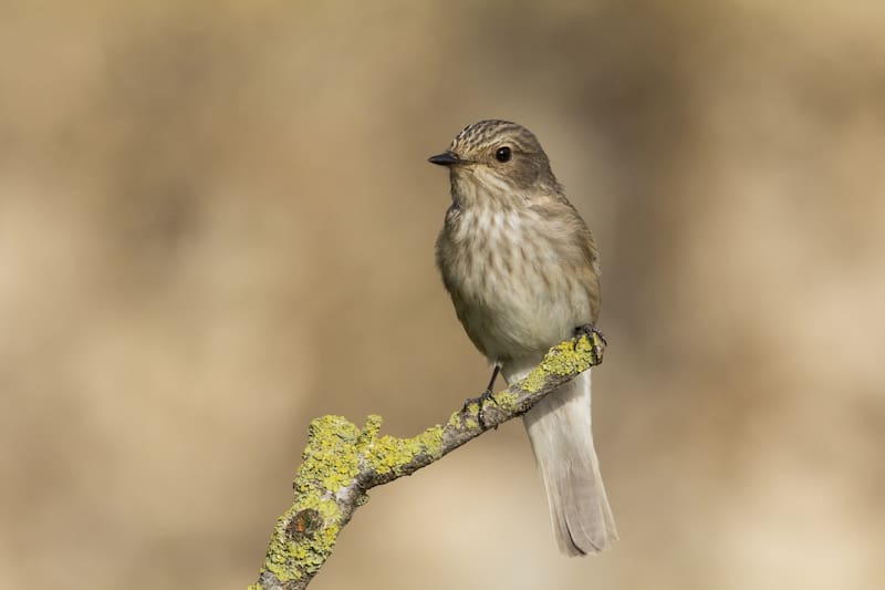 Alrededor de la mitad de los ruiseñores que se reproducen en Bedfordshire se encuentran en las tierras que pertenecieron a White (Fuente: Magnific).