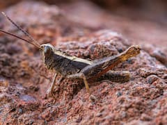 Increíble hallazgo | Investigadores sorprendidos ante la reaparición de un insecto que figuraba como extinto hace 40 años