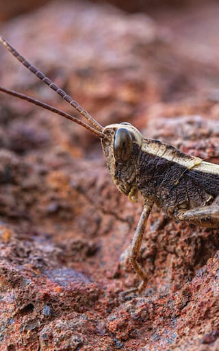 Milagro en los islotes africanos | Reaparece un saltamontes que se creía extinto desde los años 80