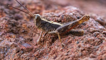 Increíble hallazgo | Investigadores sorprendidos ante la reaparición de un insecto que figuraba como extinto hace 40 años