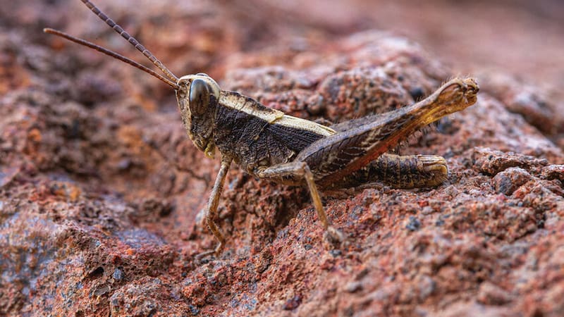 Un insecto que se creía extinto reaparece en Cabo Verde tras 40 años sin registros y reaviva la esperanza de la conservación.