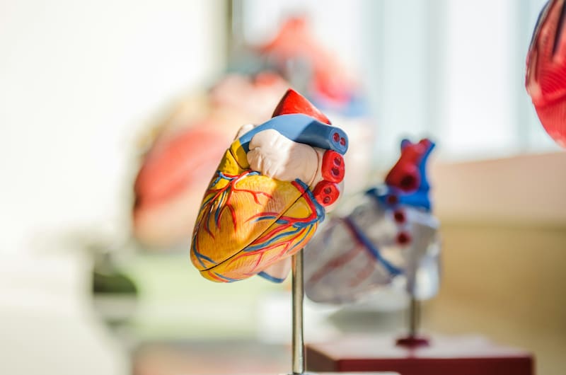Salud cardiovascular.