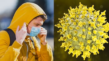 Qué pasa con el hantavirus: un estudio genético cambió todas las hipótesis y dio una respuesta clave sobre la enfermedad que preocupa a todos