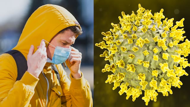 Qué pasa con el hantavirus: un estudio genético cambió todas las hipótesis y dio una respuesta clave sobre la enfermedad que preocupa a todos