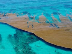 El sargazo se dispara y amenaza con hundir el PIB turístico en Quintana Roo en pleno año del Mundial 2026