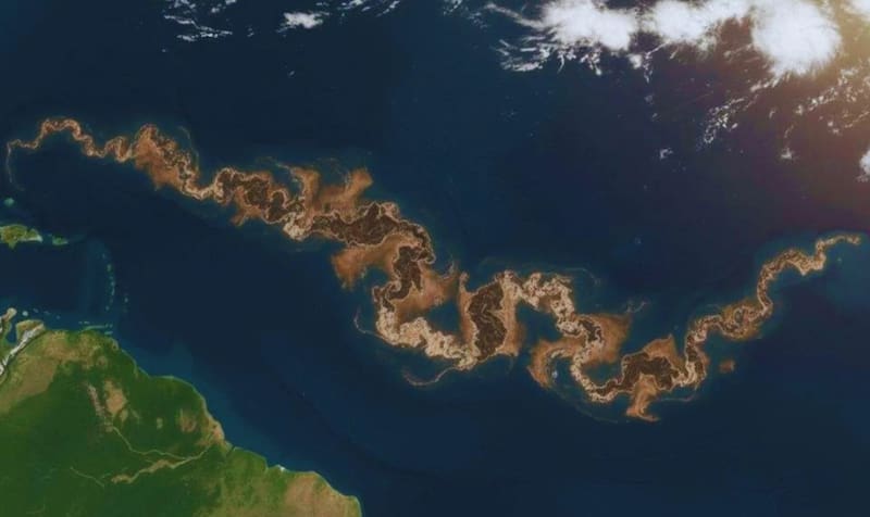 Vista satelital del Gran Cinturón de Sargazo del Atlántico: una masa vegetal que se extiende por miles de kilómetros desde África hasta el Caribe y el Golfo de México.