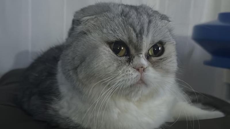 Con su aspecto abuhado, ojos grandes y temperamento hogareño, el Scottish Fold se ha consolidado como una de las razas más admiradas del mundo felino.