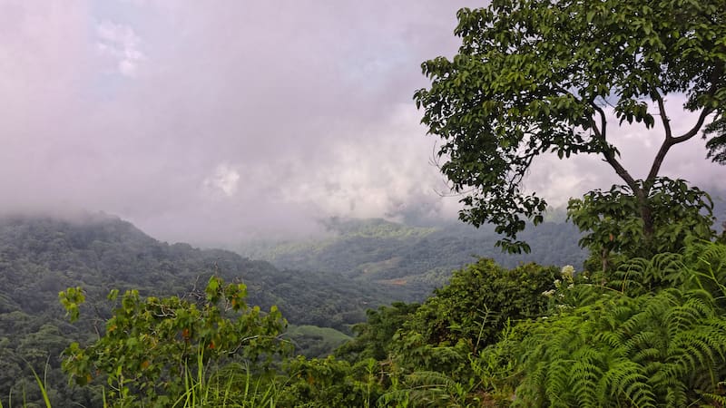 Se creía extinto por la deforestación y la caza furtiva ligadas a la expansión agrícola en su hábitat natural.