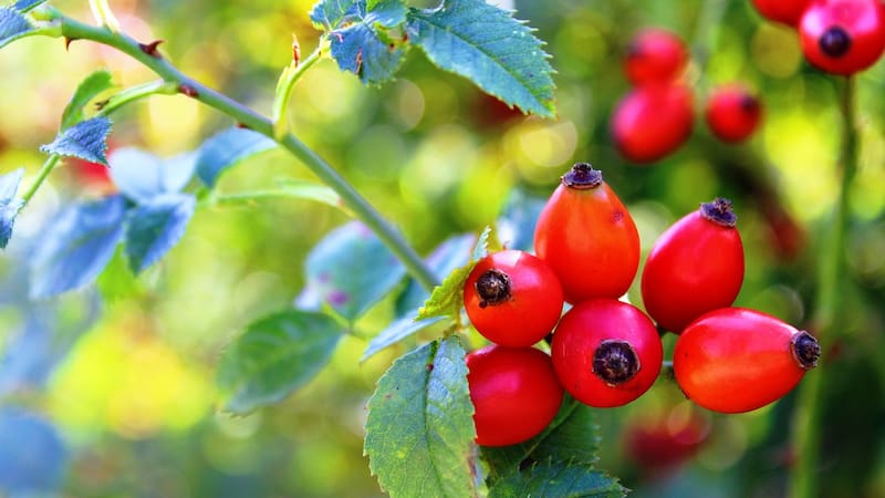 Se trata del té de rosa mosqueta es una bebida natural extraída de los escaramujos de la planta de rosa. Fuente: Pixabay.